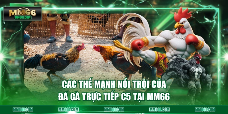Các thế mạnh nổi trội của đá gà trực tiếp C5 tại MM66