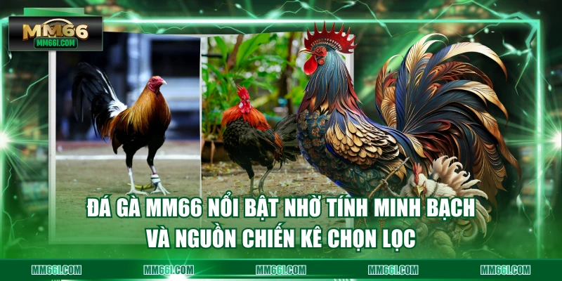 Đá gà MM66 nổi bật nhờ tính minh bạch và nguồn chiến kê chọn lọc