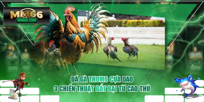 Đá Gà Thomo Cựa Dao - 3 Chiến Thuật Bất Bại Từ Cao Thủ