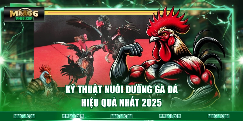 Kỹ thuật nuôi dưỡng gà đá hiệu quả nhất 2025
