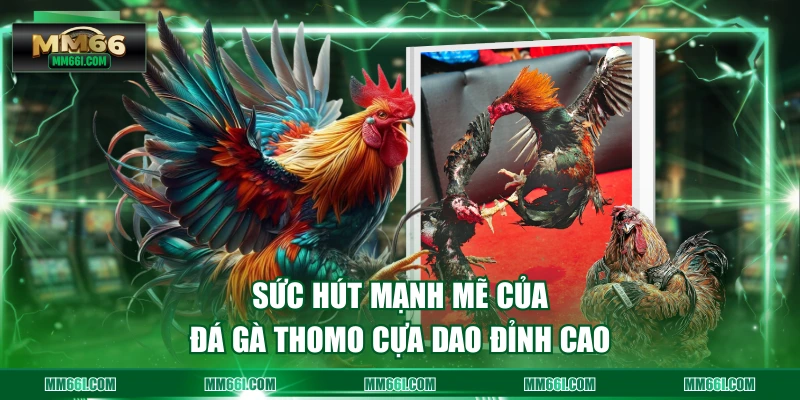 Sức hút mạnh mẽ của đá gà Thomo cựa dao đỉnh cao