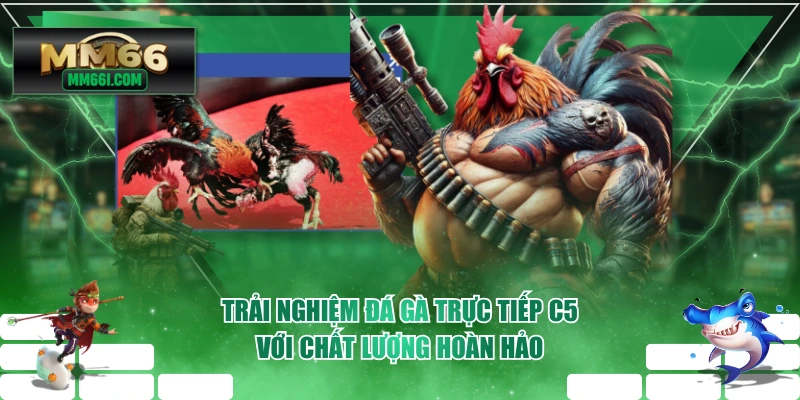 Trải Nghiệm Đá Gà Trực Tiếp C5 Với Chất Lượng Hoàn Hảo
